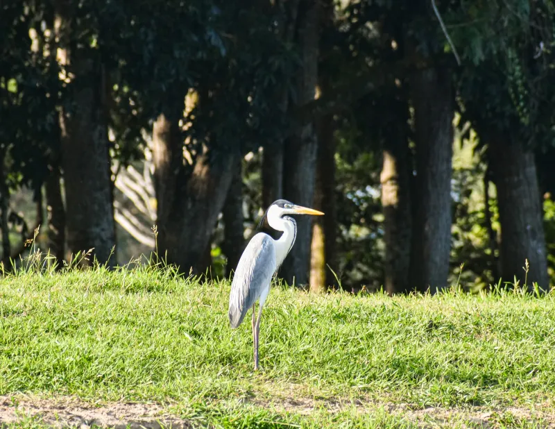 Safari Ribereño, Liberación de Tortugas