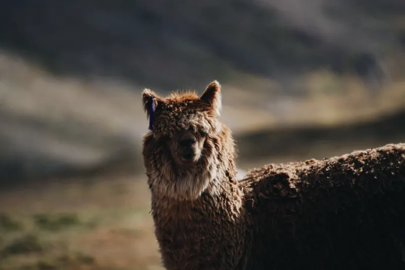 International