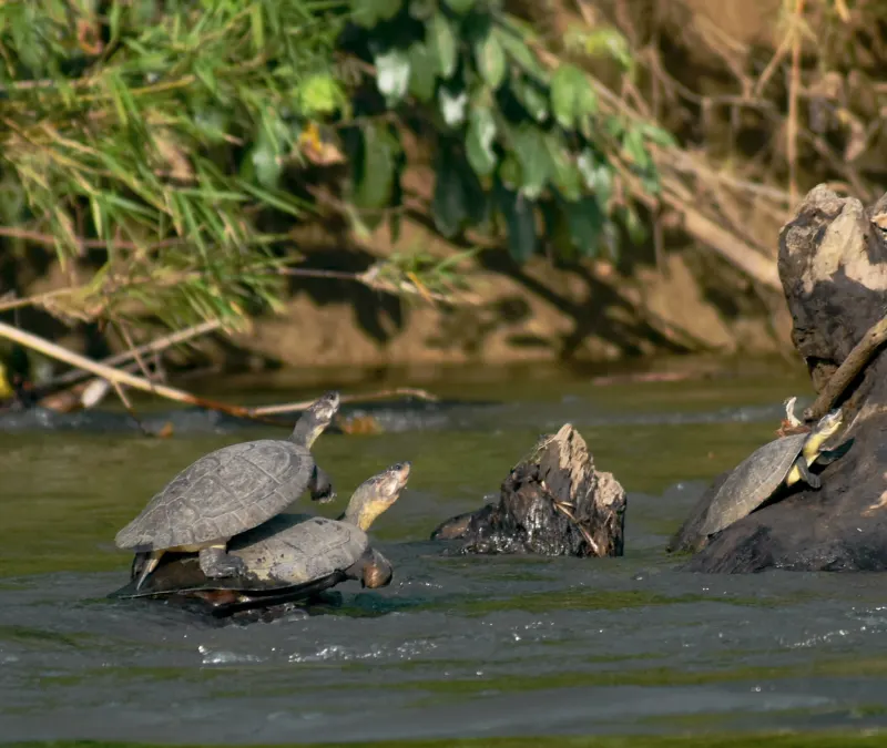 Safari Ribereño, Liberación de Tortugas