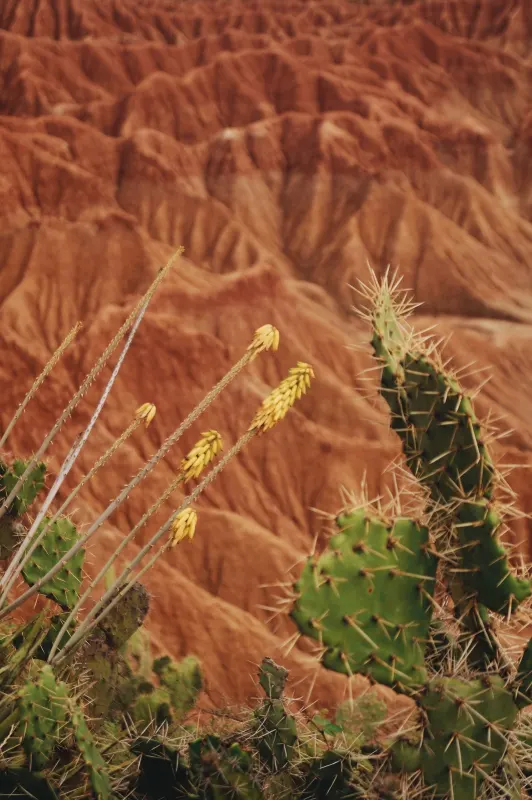 Desierto de la Tatacoa, Lluvia de estrellas