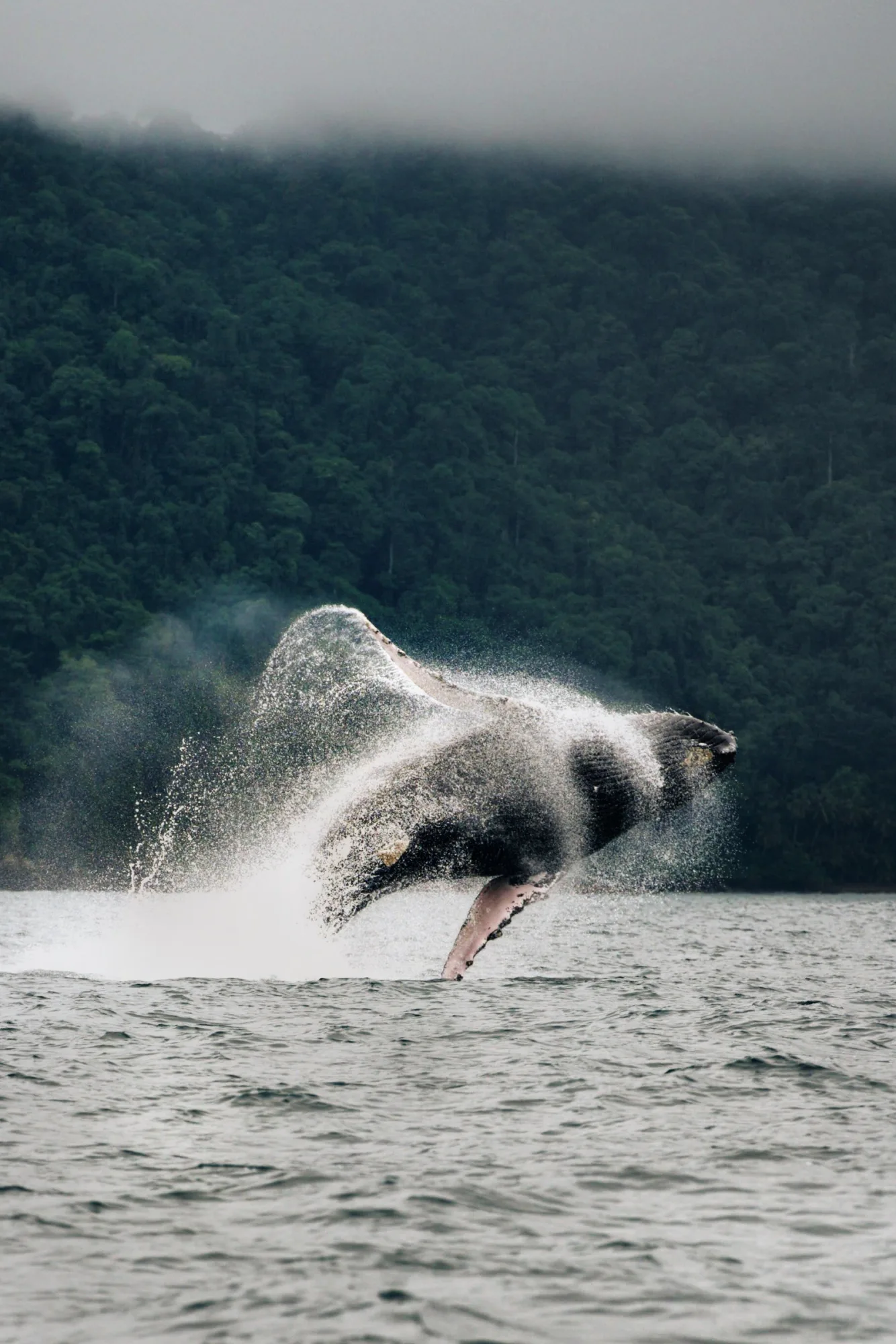 Bahía Solano, temporada de Ballenas