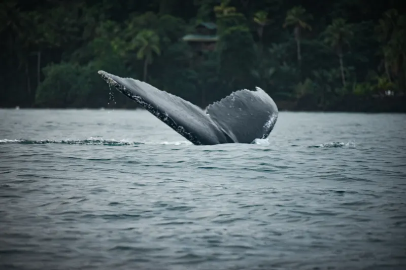 Nuquí, temporada de Ballenas