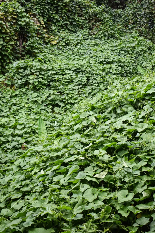 Cascada Chorrolato – Bello